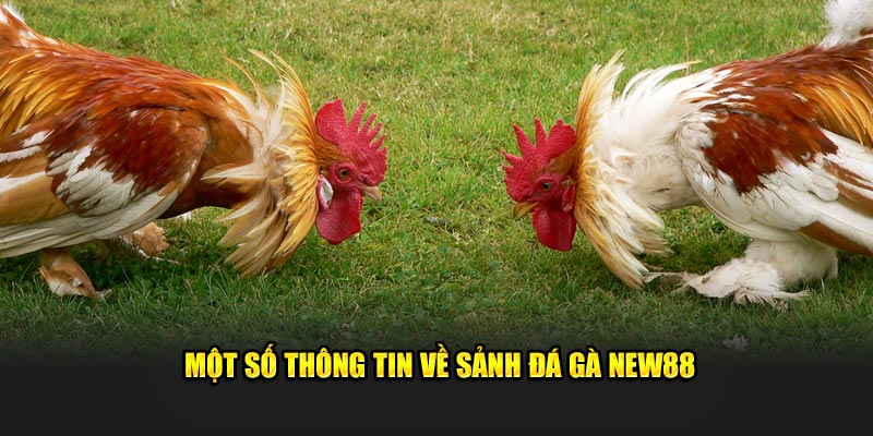 Đá Gà New8